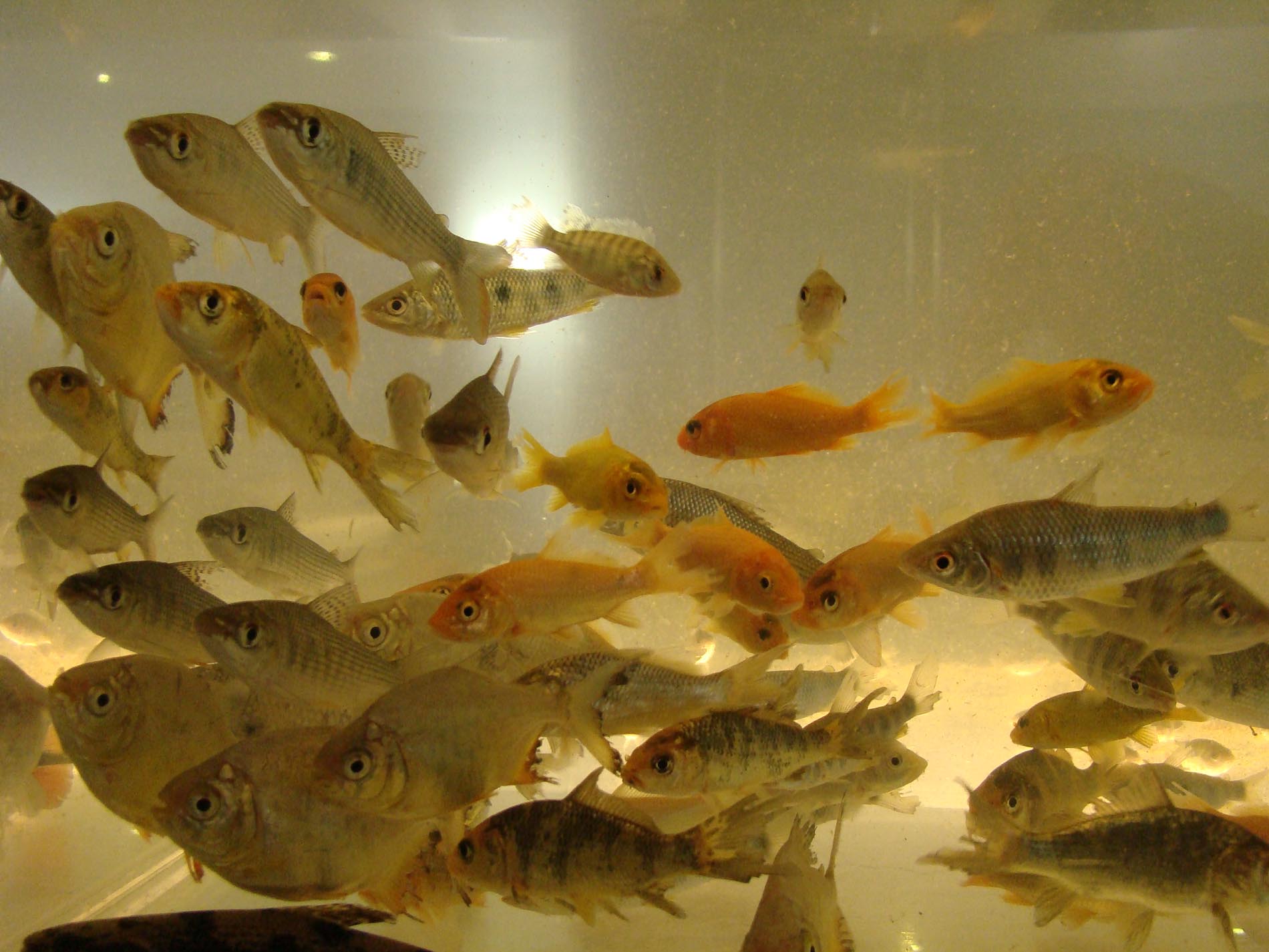 Seminário - Políticas Públicas da Pesca e Aquicultura para Santa Catarina - São Joaquim/SC.
(Trutas)