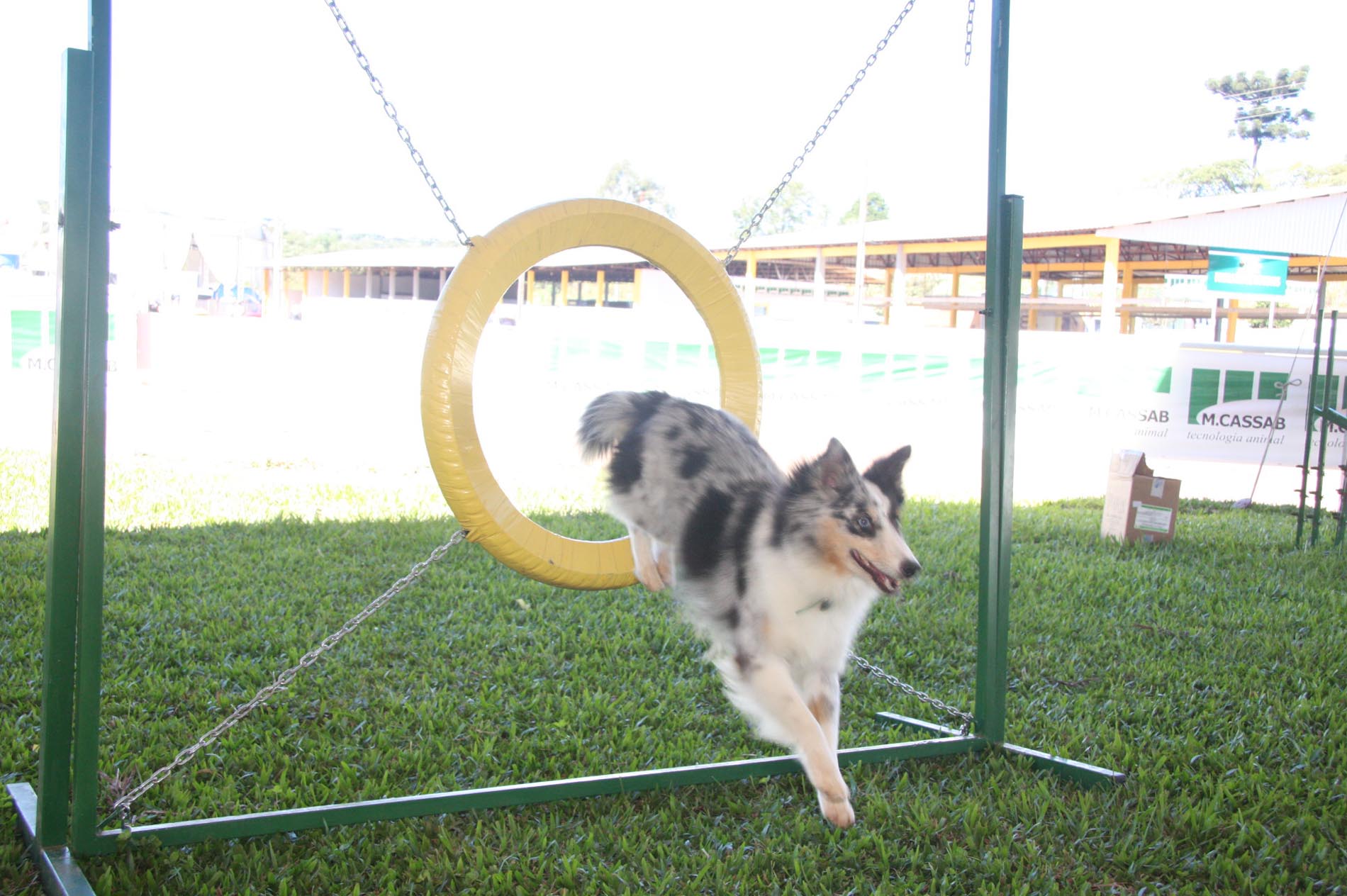 Treinamento para prova de Agility