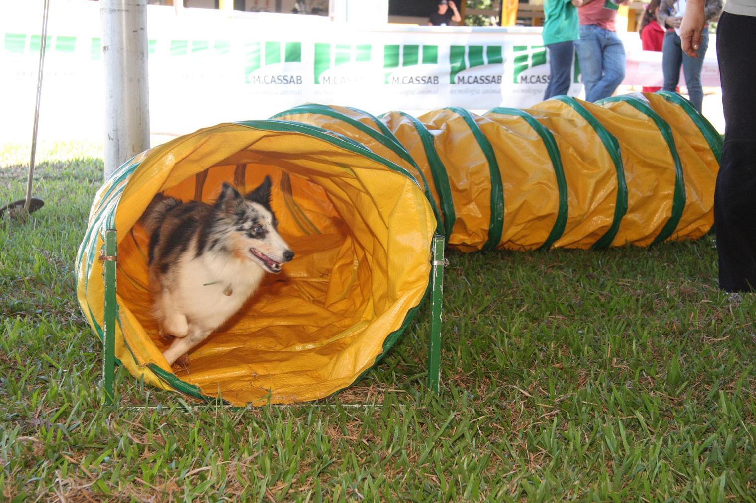Treinamento para prova de Agility