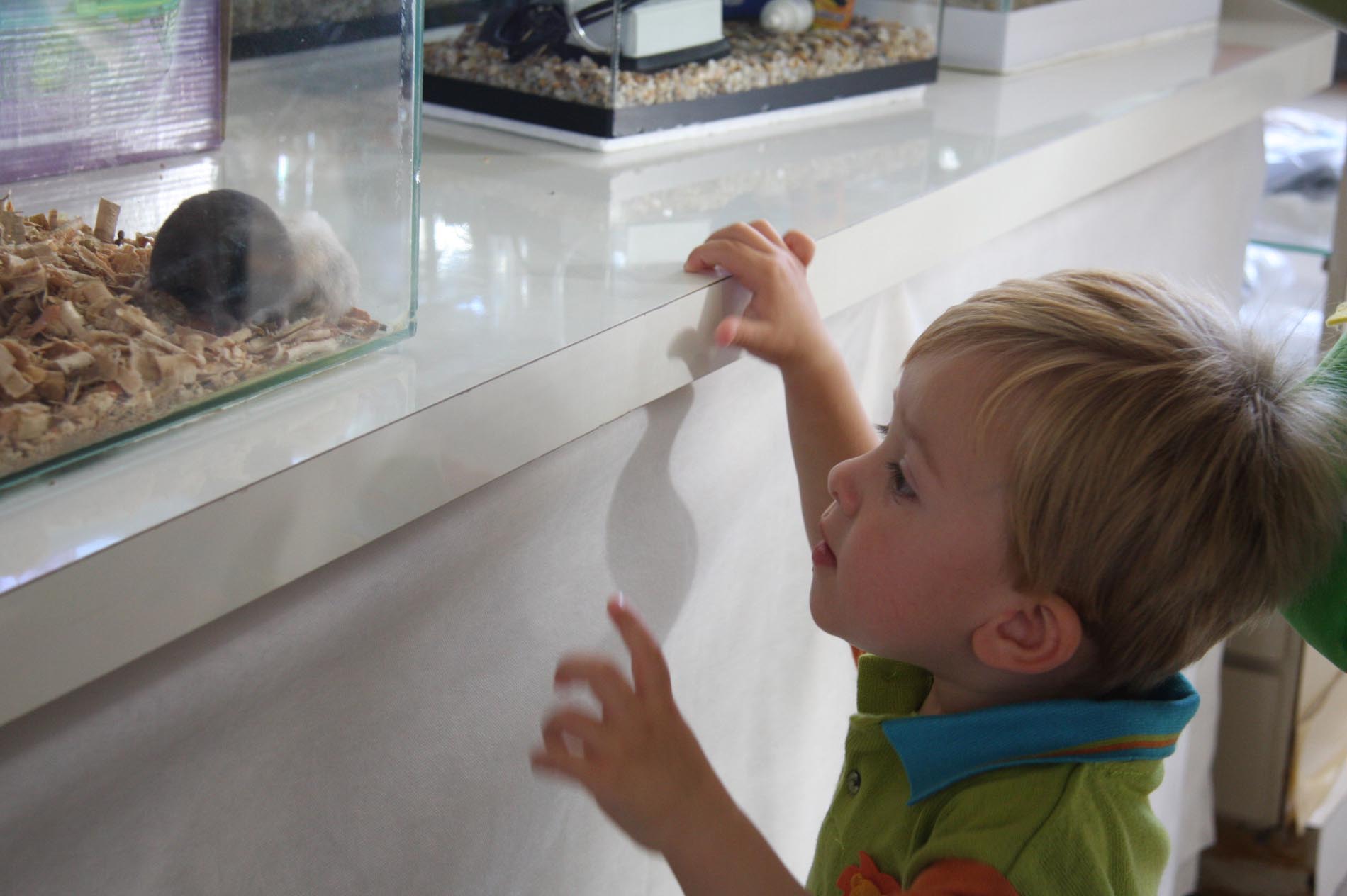 Pavilhão de Pequenos Animais