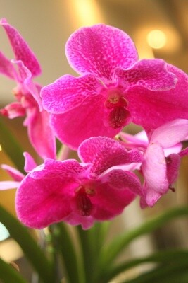 Dia Estadual do Orquidófilo é comemorado na Assembleia Legislativa