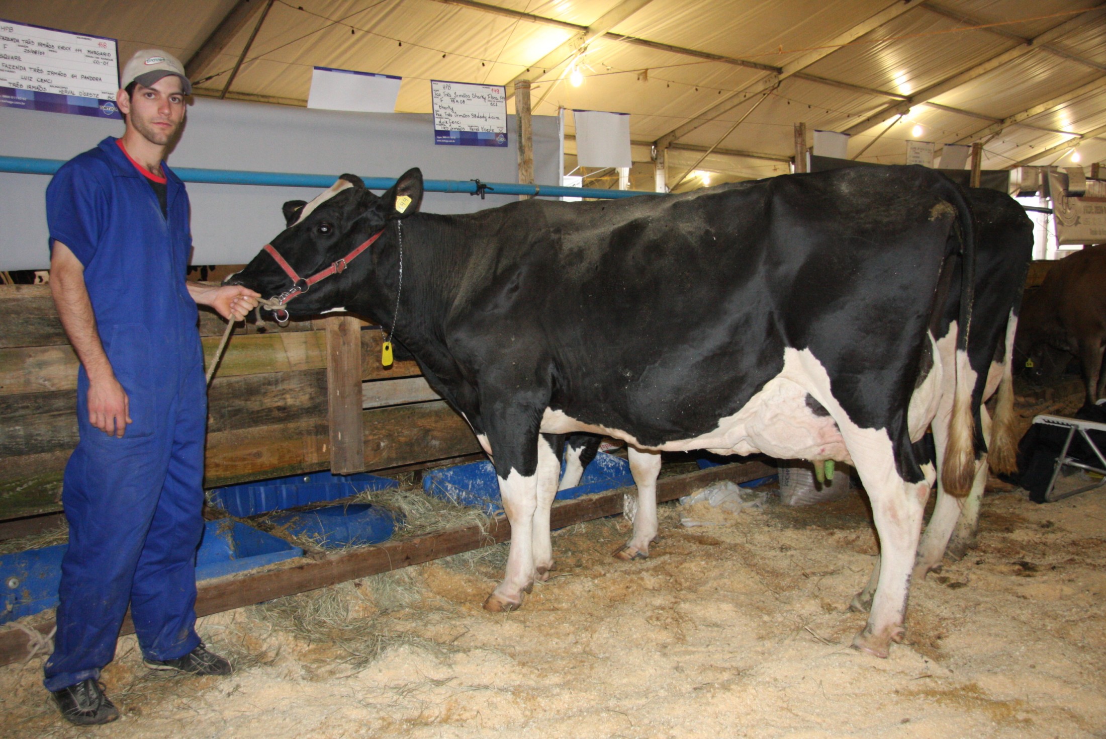 EXPO CONCÓRDIA 2011 - Vaca holandesa adulta Knock