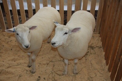 Cabras e ovelhas são alternativa para pequenas propriedades do oeste