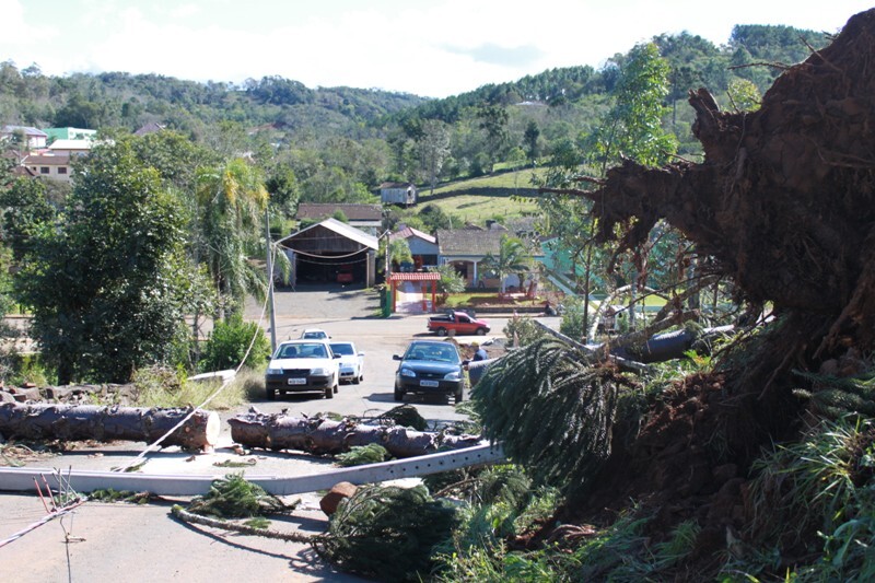 Árvores derrubadas em Alto Bela Vista