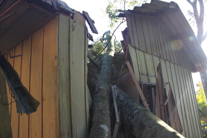 Árvores derrubadas em Alto Bela Vista