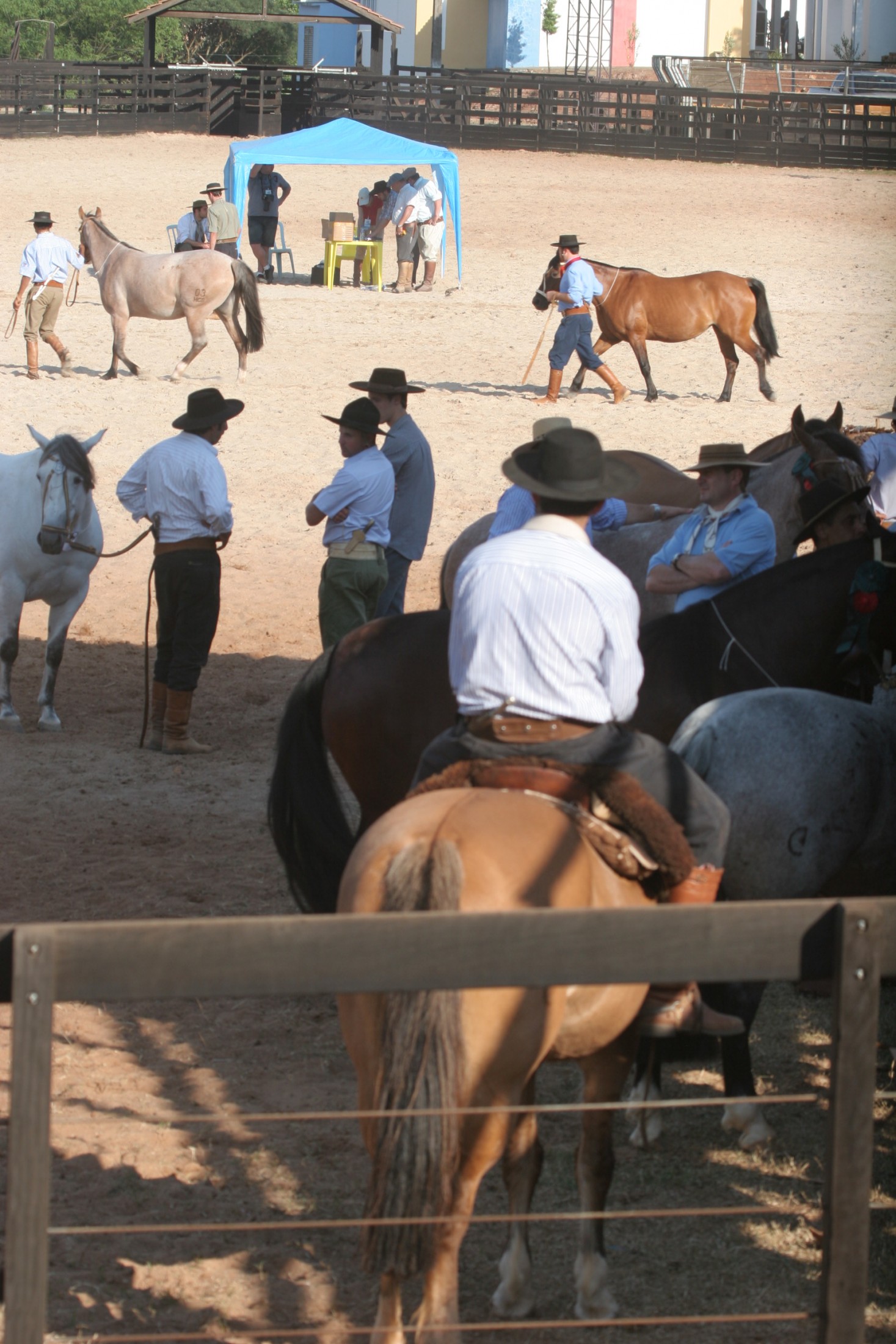 Programação agropecuária da Efapi é aberta com julgamento de cavalos crioulos