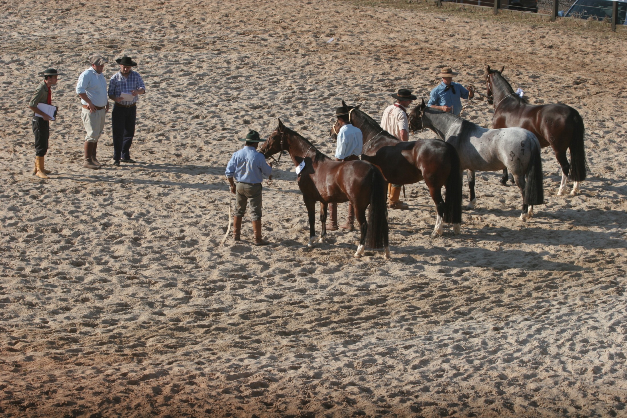 Julgamento de Cavalos Crioulos