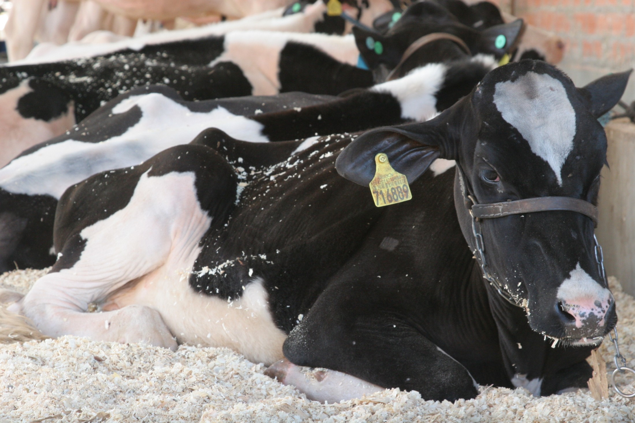Mostra agropecuária da Efapi começa a receber os animais