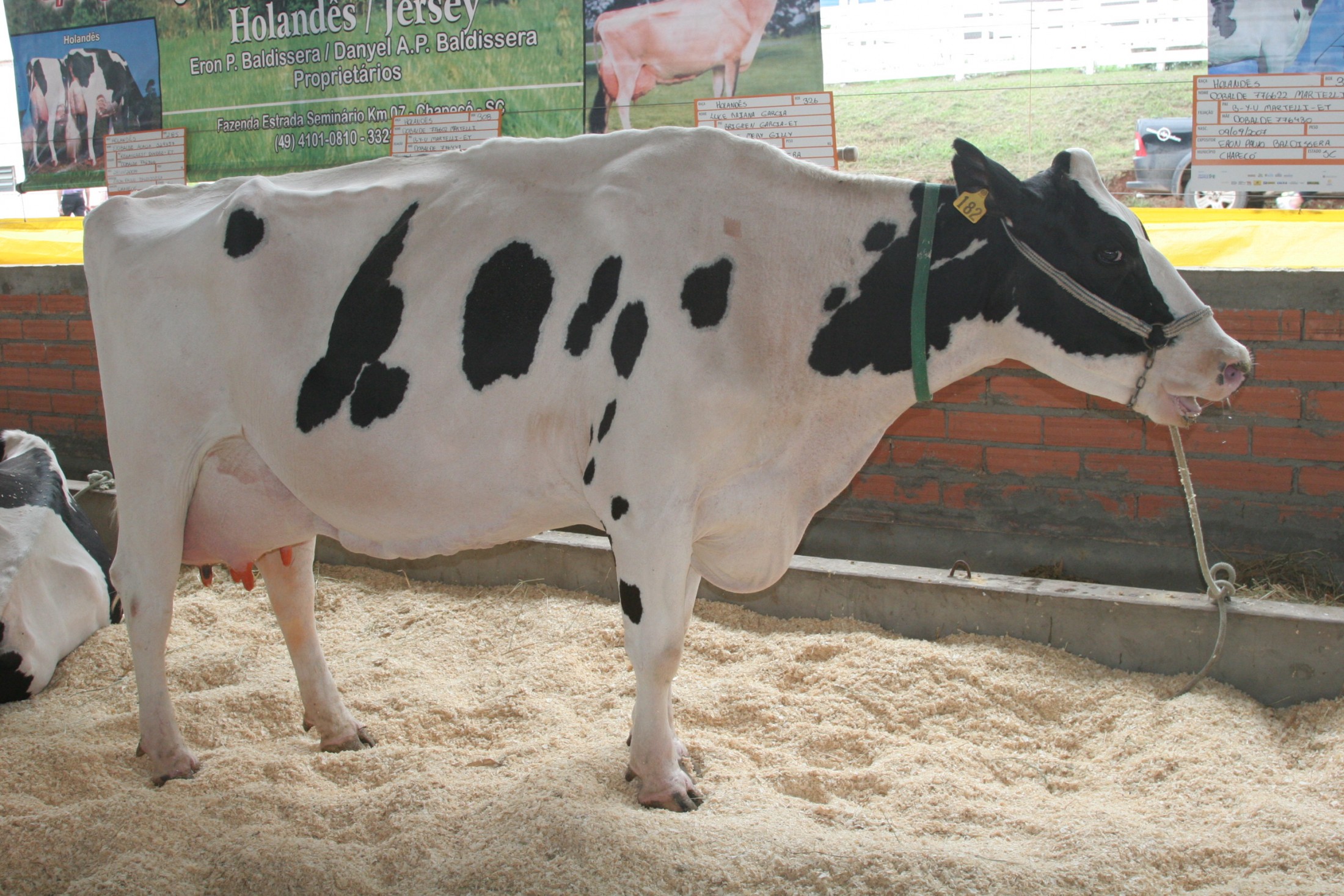 Final do Campeonato de Gado de Leite e Gado de Corte -