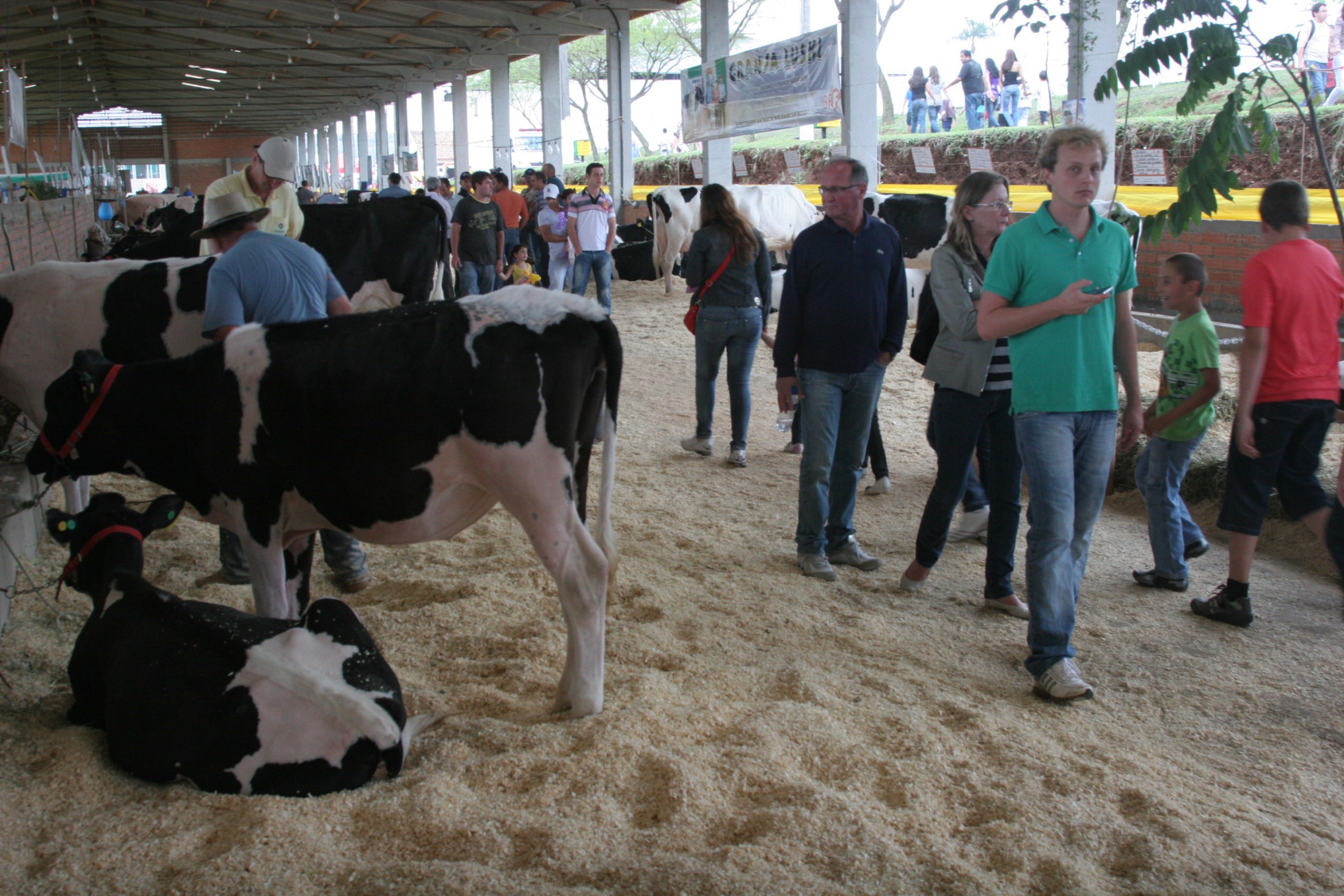 Final do Campeonato de Gado de Leite e Gado de Corte -