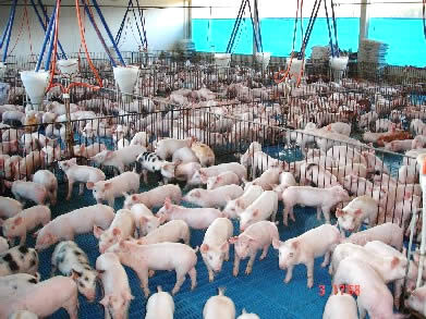 Deputados vão à Brasília discutir medidas para amenizar crise na suinocultura