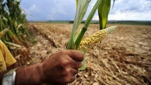 Renegociação de dívidas traz alívio para produtores rurais e avicultores
