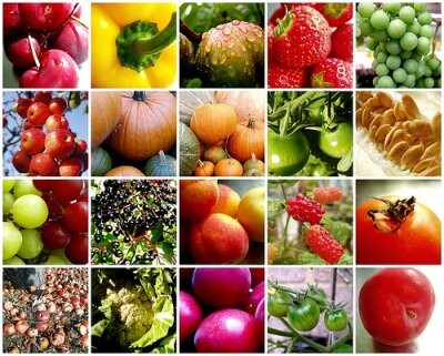 Simpósio discute políticas públicas para alimentação saudável