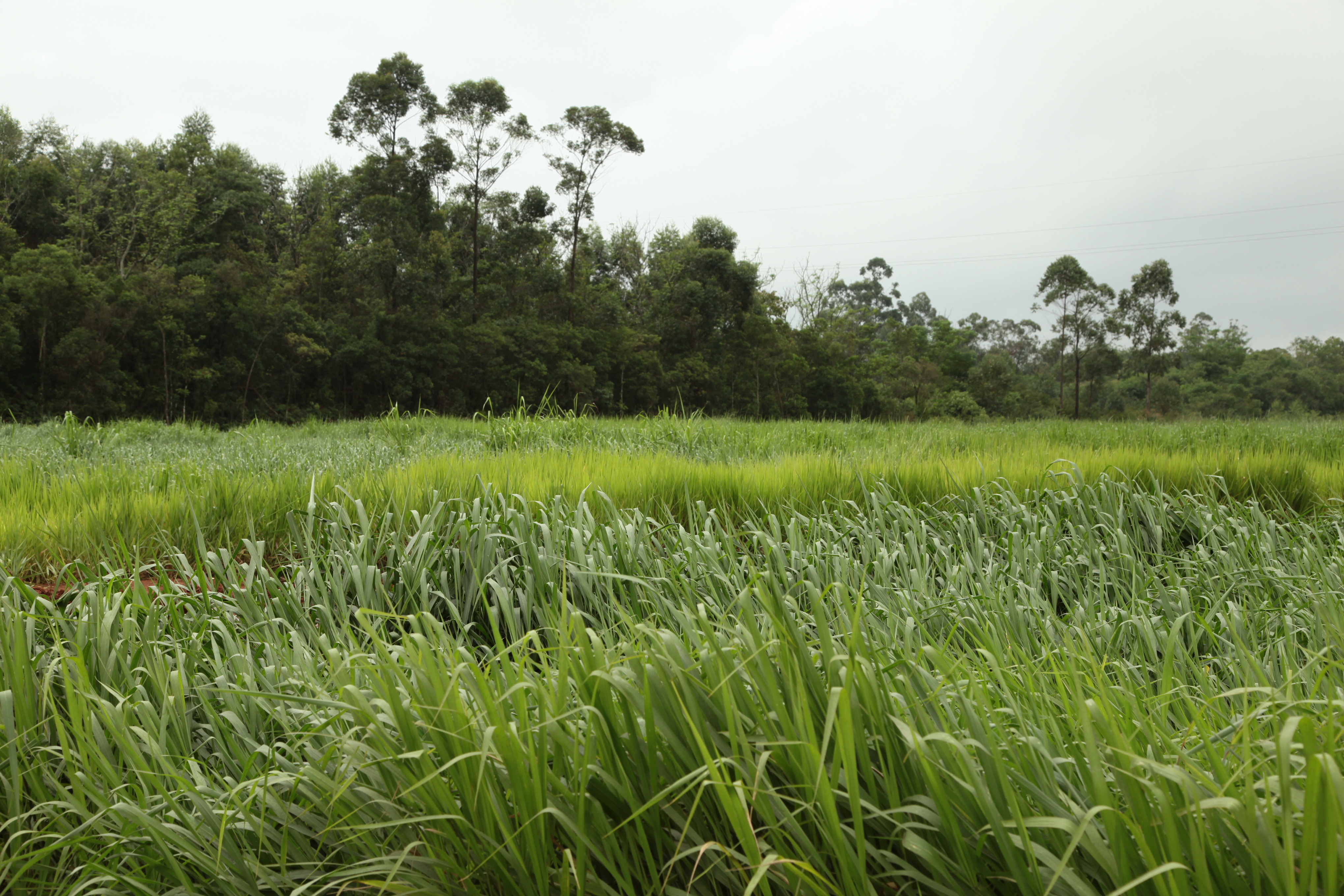 Recuperação Ambiental de área degradada. Foto: Miriam Zomer
