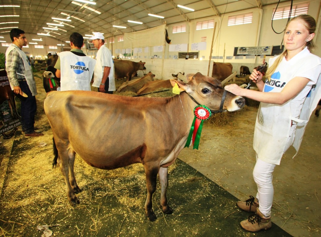 Feagro busca título de maior exposição de gado Jersey do mundo
