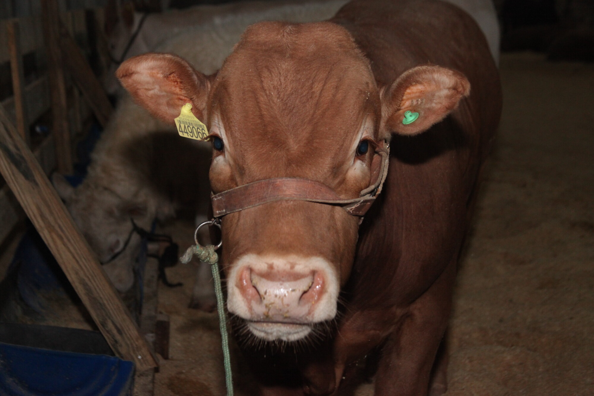 Começa mostra agropecuária na Expo Concórdia 2013