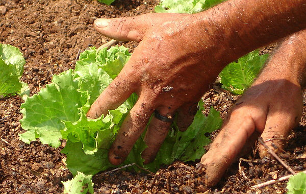 Glauco Olinger aponta decadência da agricultura familiar