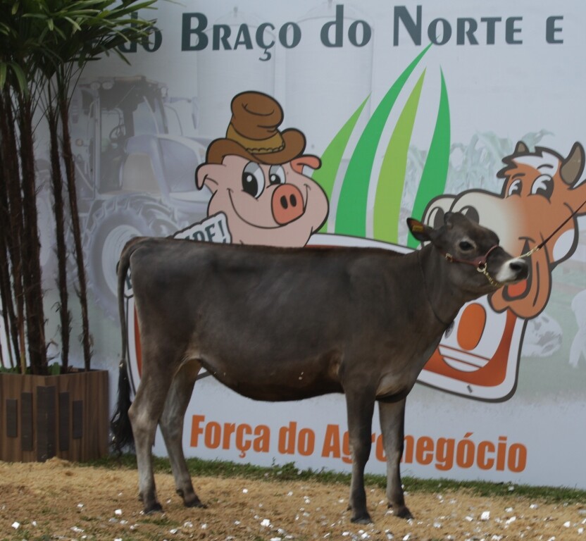 Bia foi a vencedora do julgamento na categoria Vaca Jersey Jovem FOTO: Carlos Kilian/Agência AL