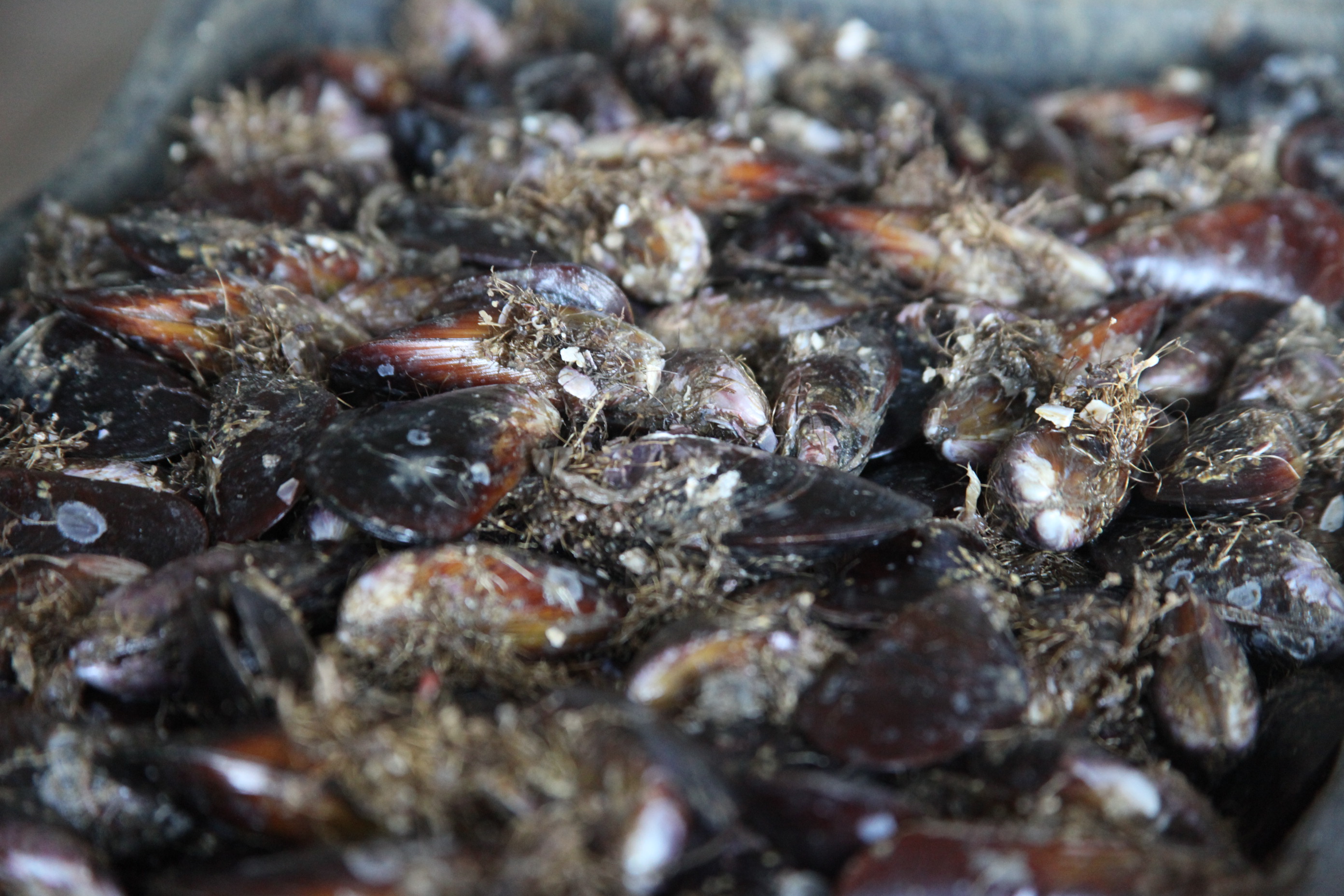 Técnicos da Cidasc coletam amostras da água do mar para medir o nível de toxinas. Foto: Fábio Queiroz / Agência AL