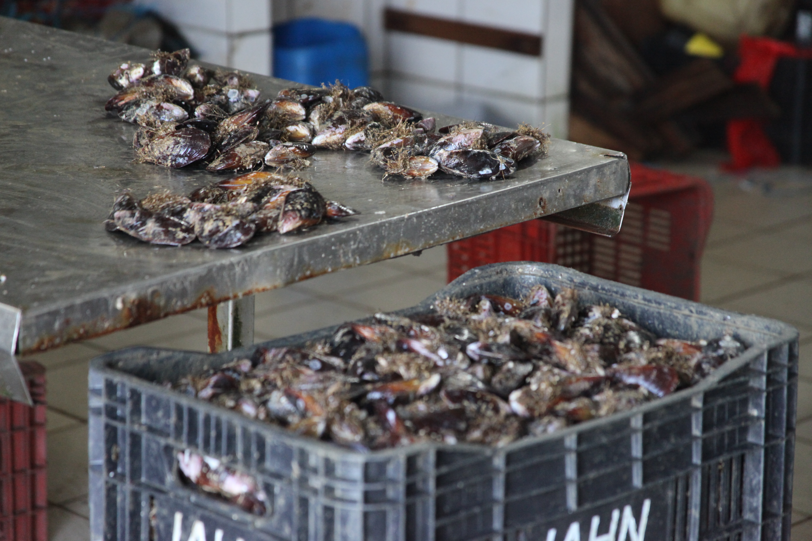 Técnicos da Cidasc coletam amostras da água do mar para medir o nível de toxinas. Foto: Fábio Queiroz / Agência AL