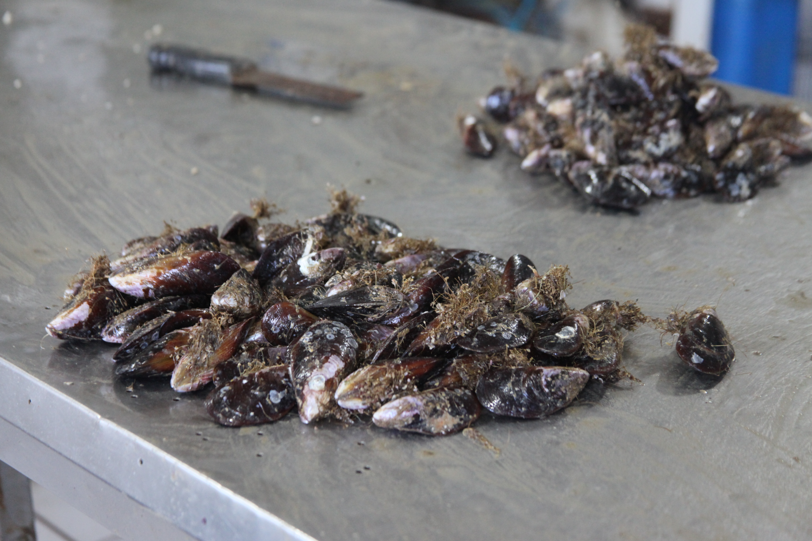 Técnicos da Cidasc coletam amostras da água do mar para medir o nível de toxinas. Foto: Fábio Queiroz / Agência AL