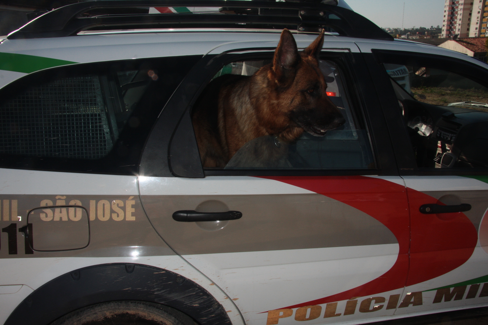 Cães Farejadores da Polícia Militar. Foto: Eduardo Guedes de Oliveira / Agência AL