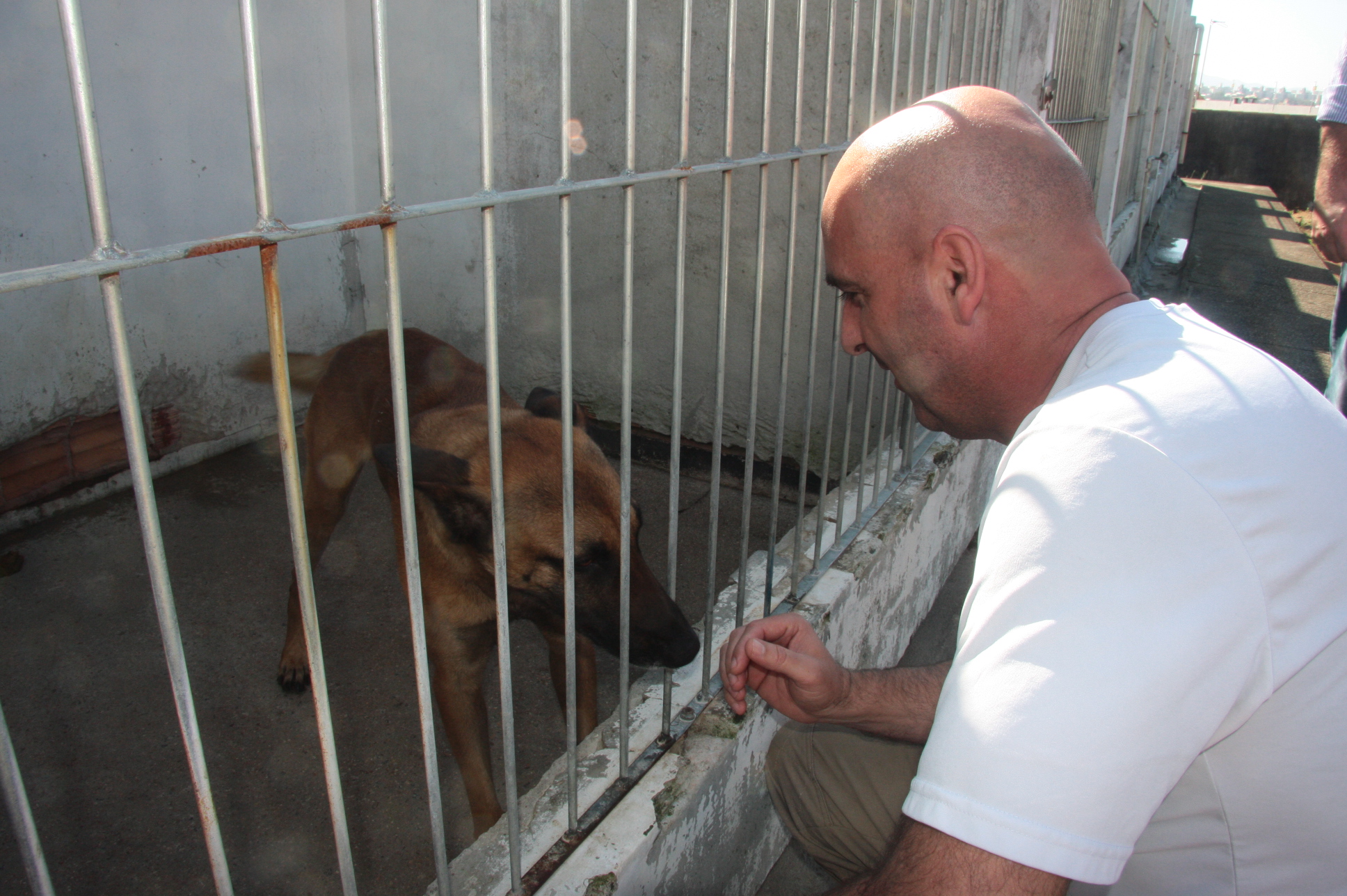 Cães Farejadores da Polícia Militar. Foto: Eduardo Guedes de Oliveira / Agência AL