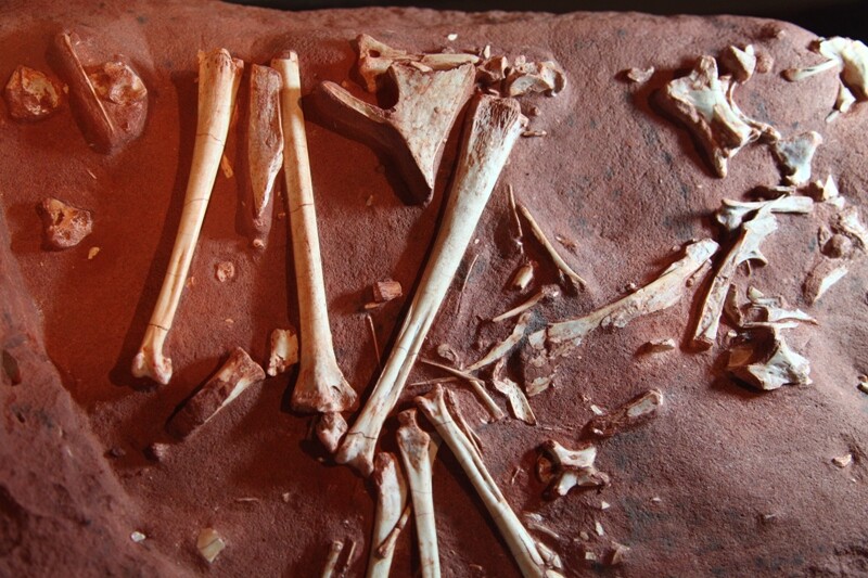 Fósseis de dinossauro encontrados no Planalto Norte catarinense