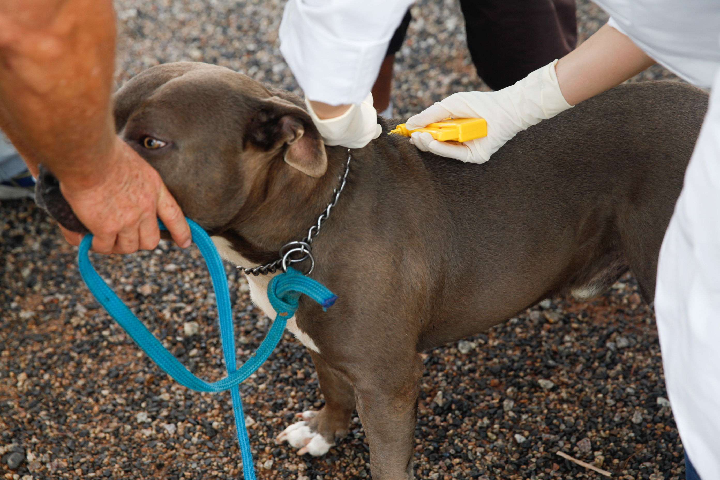 Aplicação de Microchips em Animais Domésticos - Foto: Juliana Stadnik / Agência AL
