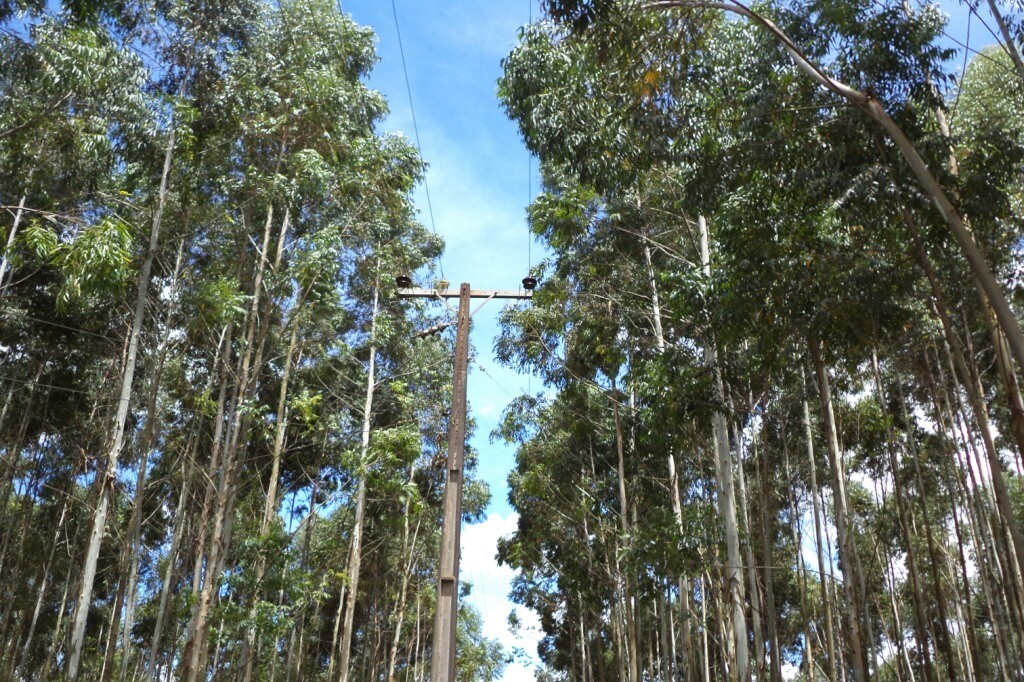 PL quer impor limites para plantio de árvores próximo a linhas de transmissão