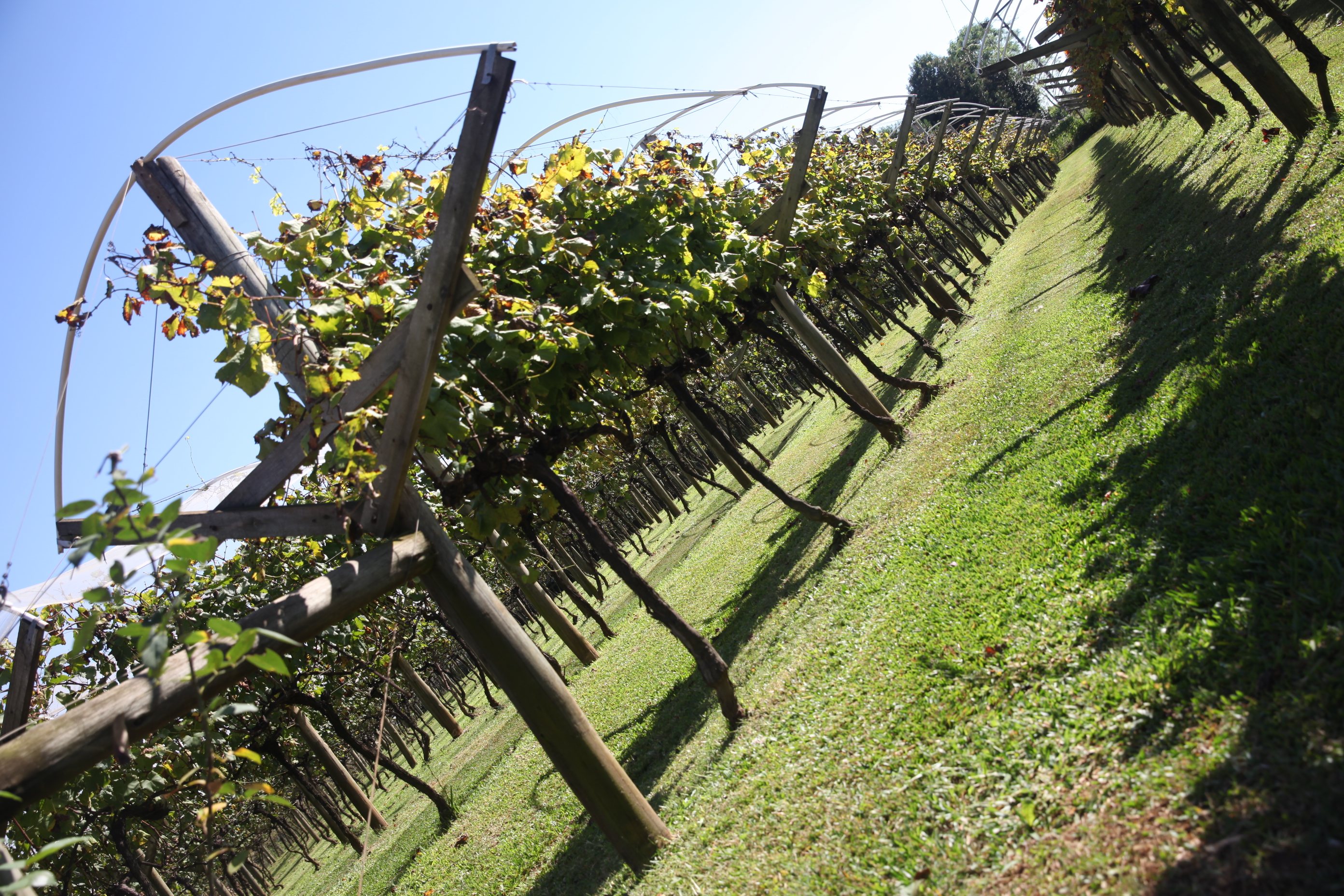 Vinícola 2. Foto: Fábio Queiroz / Agência AL
