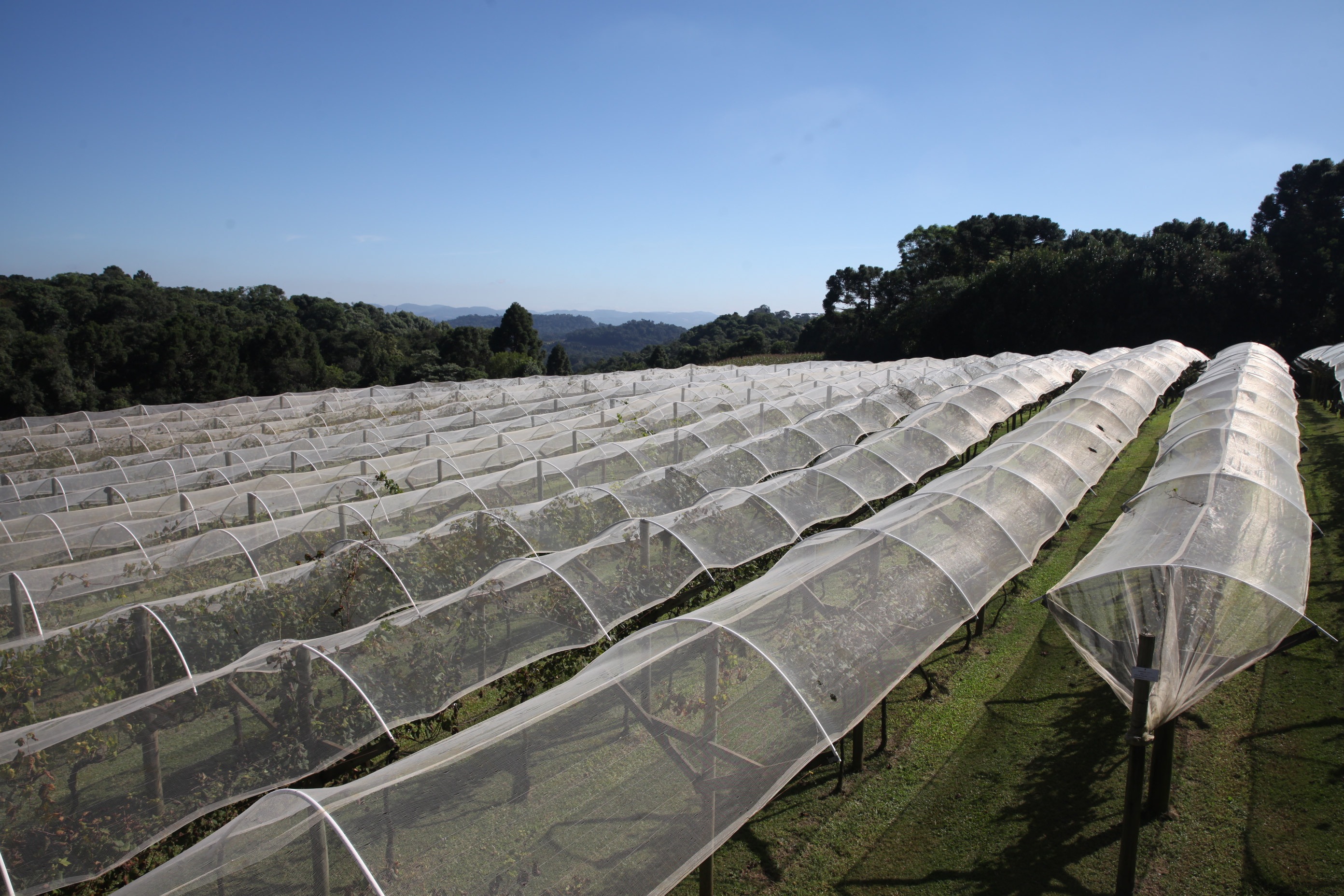 Vinícola 2. Foto: Fábio Queiroz / Agência AL