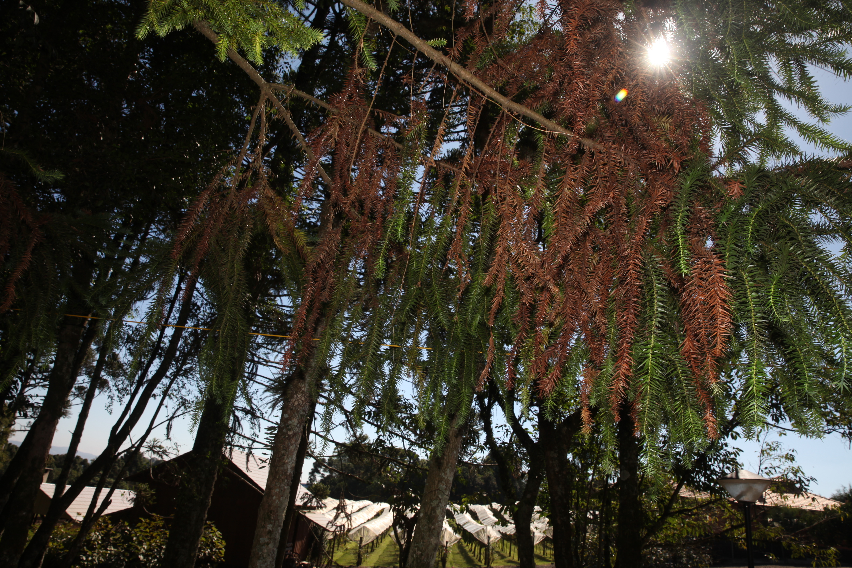 Vinícola 2. Foto: Fábio Queiroz / Agência AL