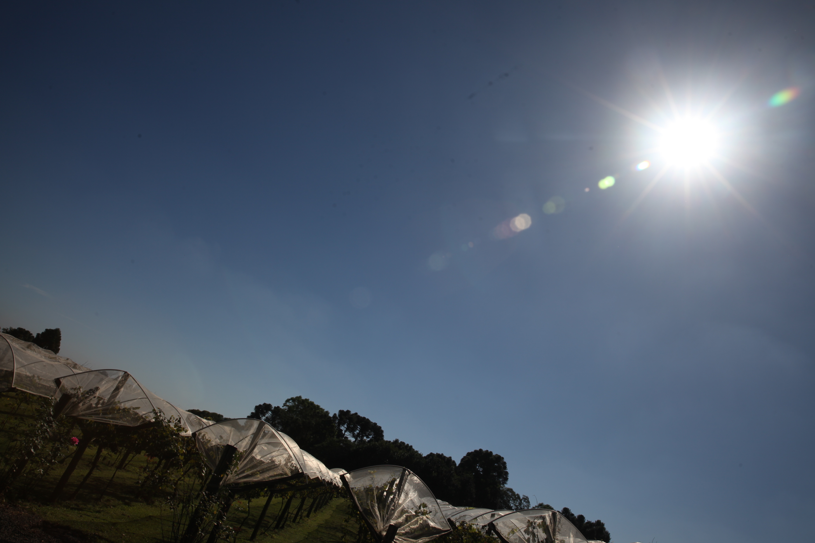 Vinícola 2. Foto: Fábio Queiroz / Agência AL
