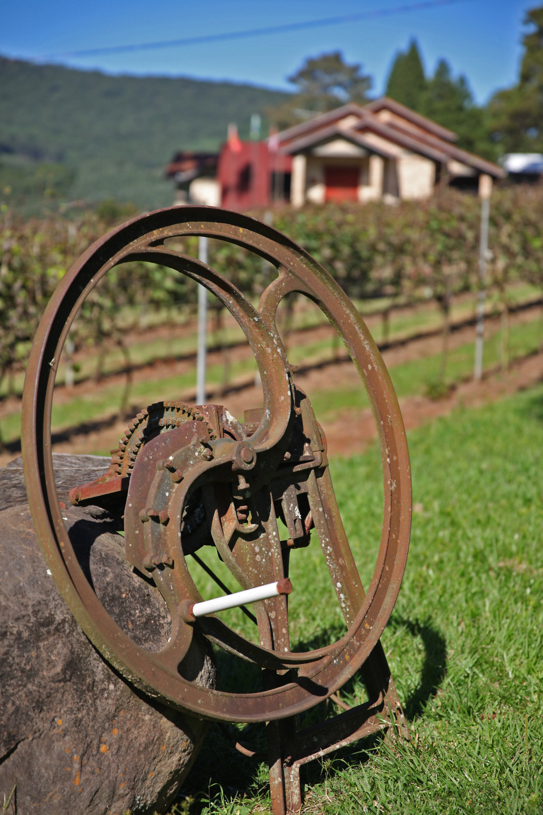 Vinícola 3. Foto: Fábio Queiroz / Agência AL