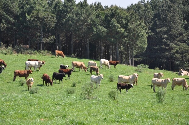 Governo de SC pede mais prazo para o Cadastro Ambiental Rural