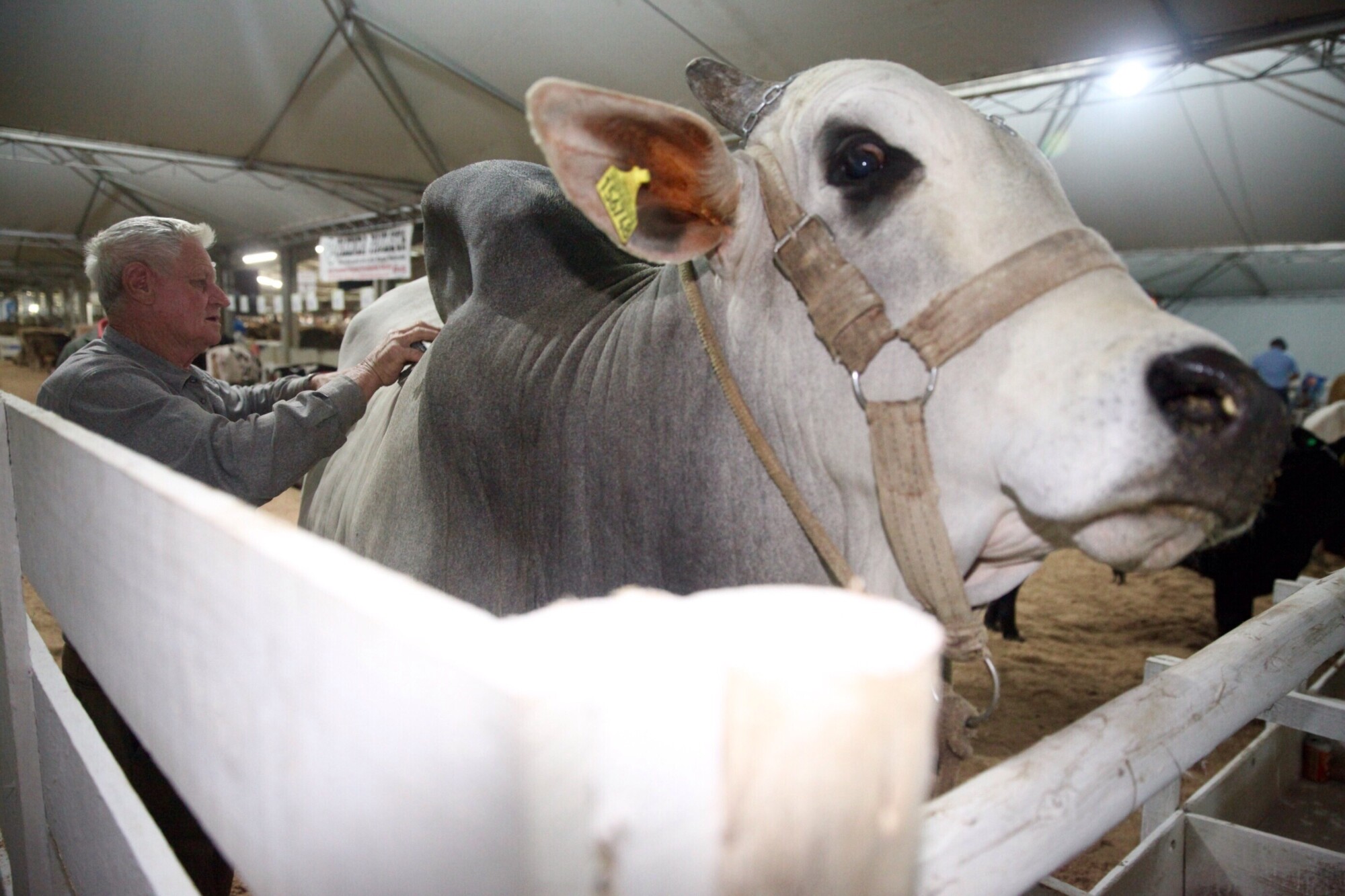 Município de Presidente Getúlio sedia 19ª Expofeira Estadual do Leite