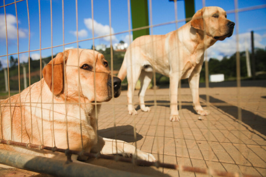 O intuito da política pública “Viver sem Limite” é aumentar a formação de profissionais capacitados e, consequentemente, o número de cães-guia em atuação no país. FOTOS: Lucas Diniz/Agência AL
