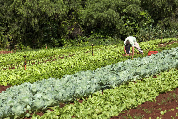 PL cria programa de certificação de qualidade de alimentos da agricultura familiar