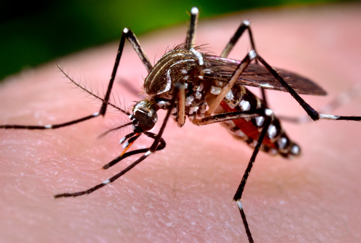 Aedes aegypti: quase 30 municípios estão infestados pelo mosquito em SC