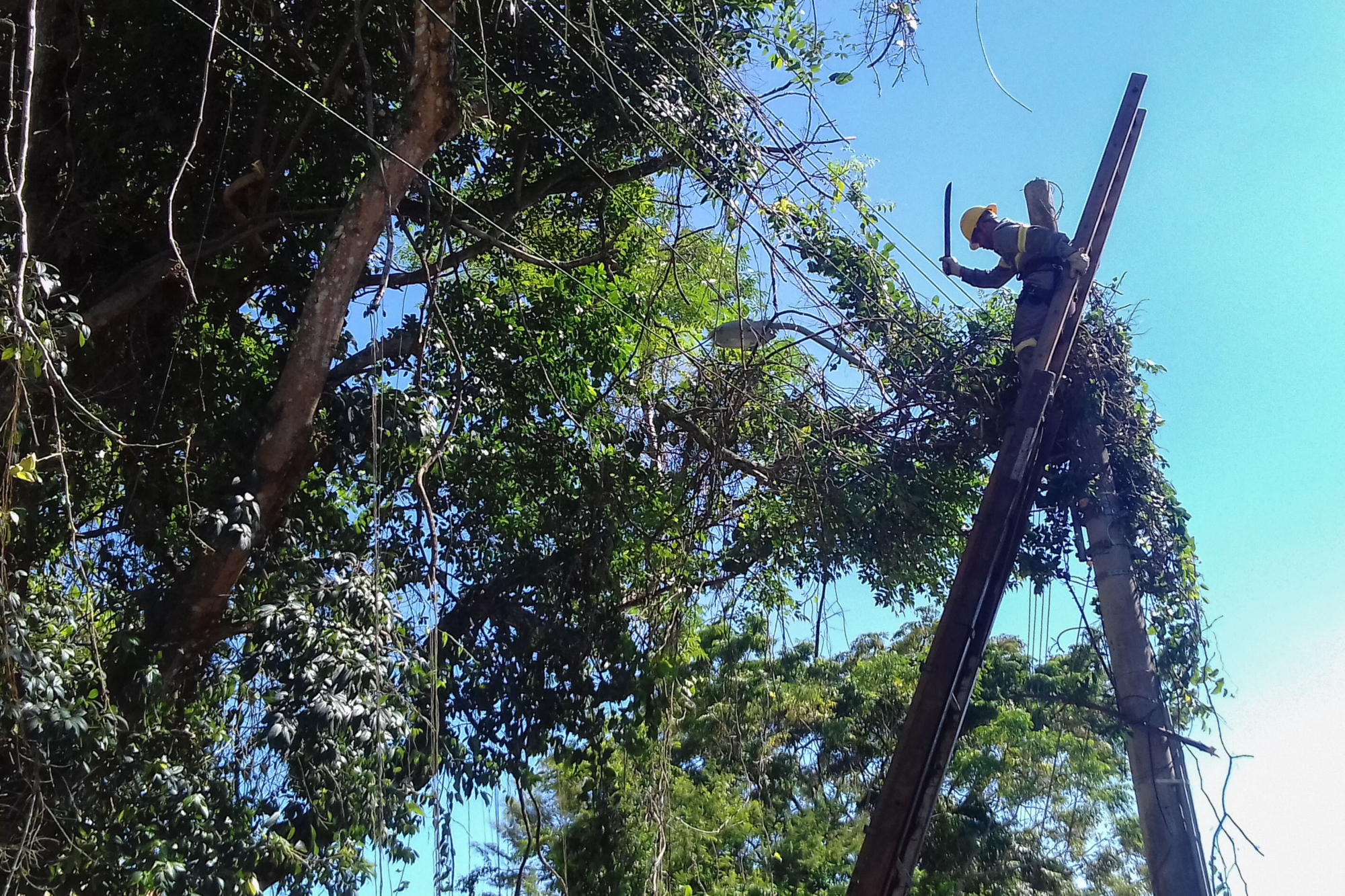 PL prevê limite para o plantio de vegetação próximo à rede de energia elétrica