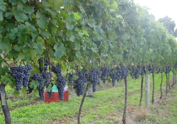 Vindima destaca produção de uvas de altitude em SC