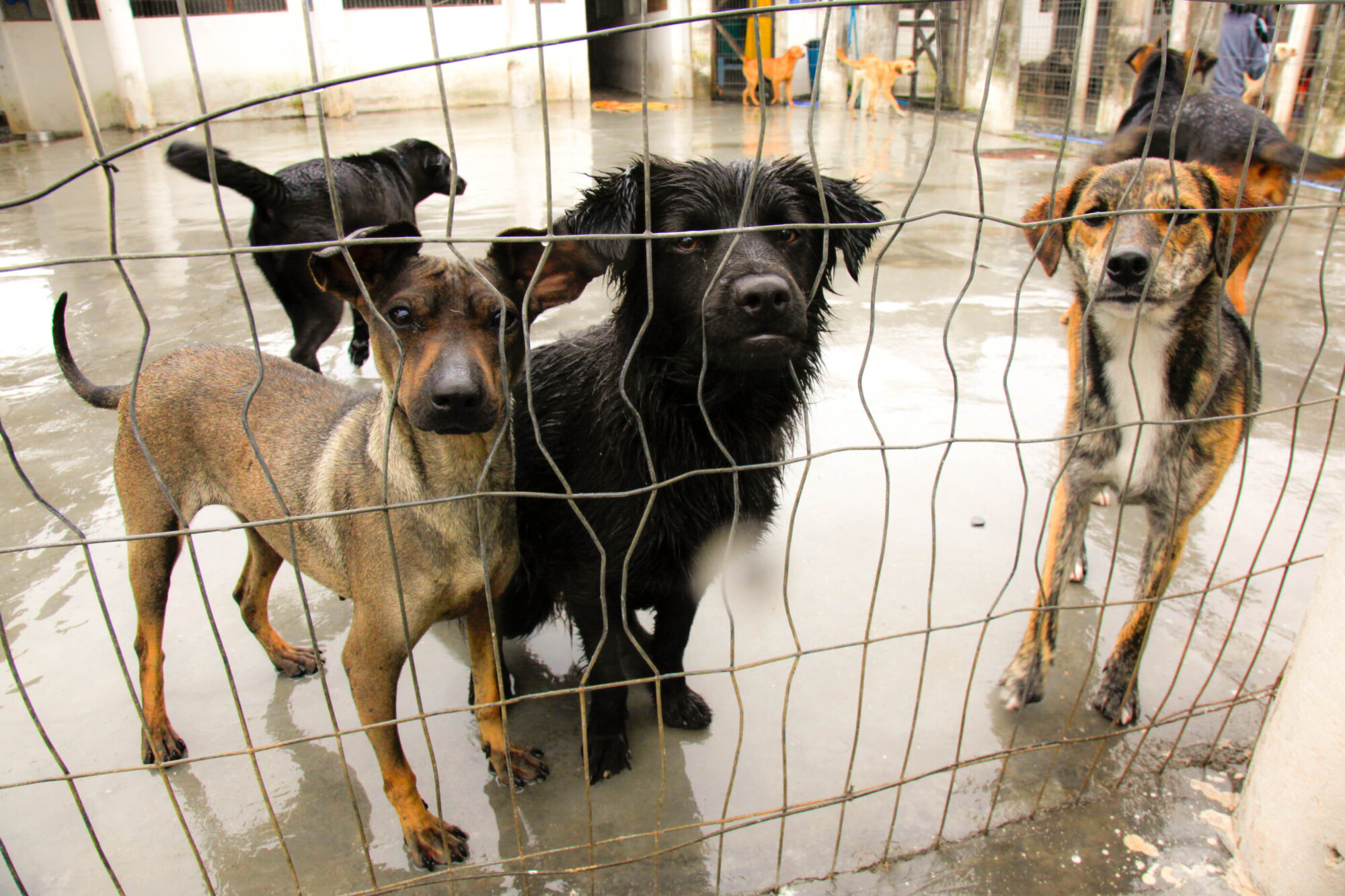 Dia Estadual dos Protetores de Animais é celebrado nesta terça, 4