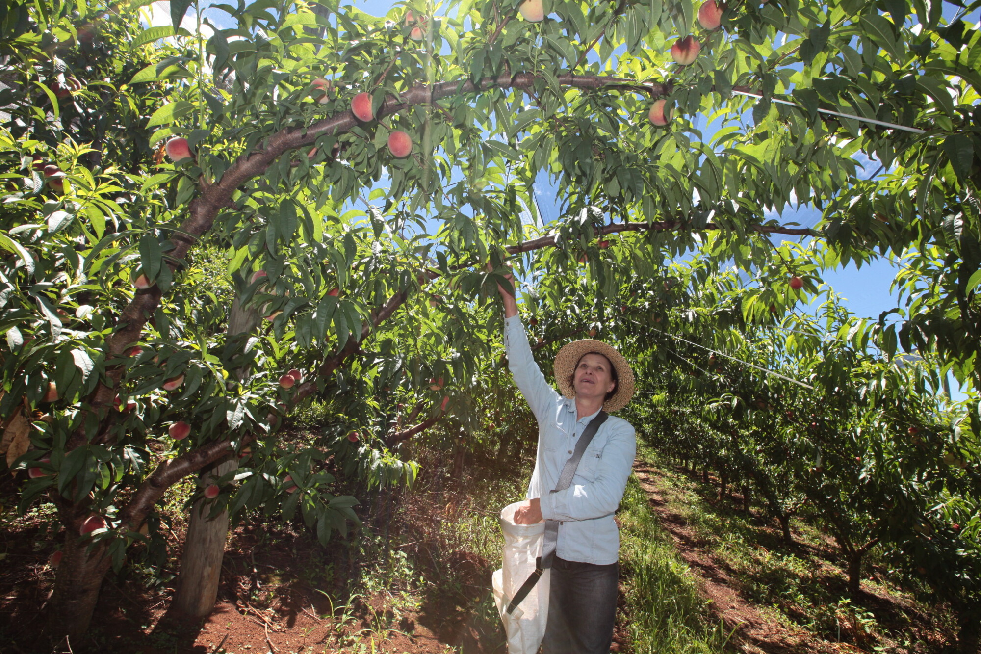 Deputado elabora projeto visando potencializar a fruticultura no estado