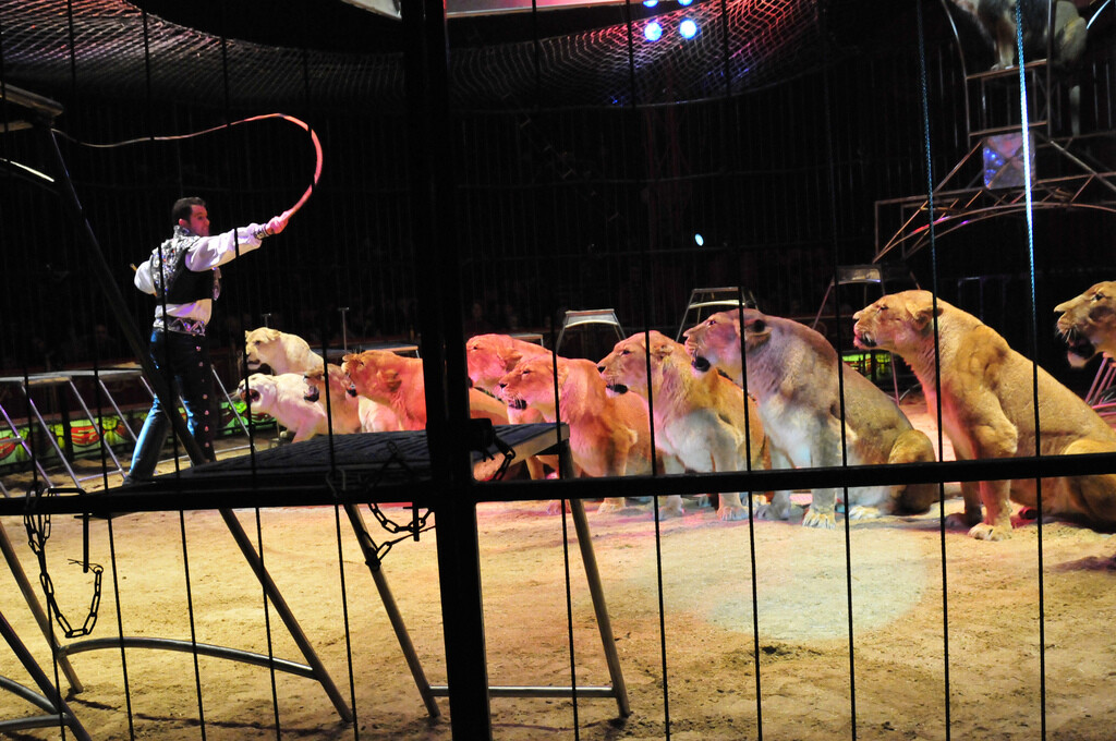 Santa Catarina proíbe uso de animais em espetáculos de circo