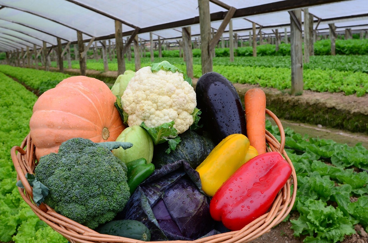 Cresce venda de hortifrutis catarinenses na Ceasa/SC