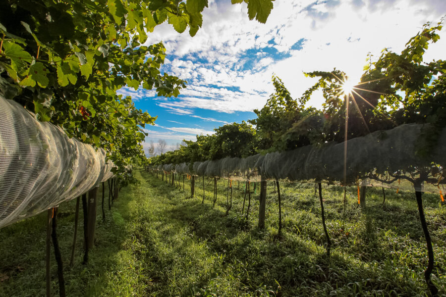 Epagri contribui no treinamento, controle de qualidade e apoio técnico aos produtores