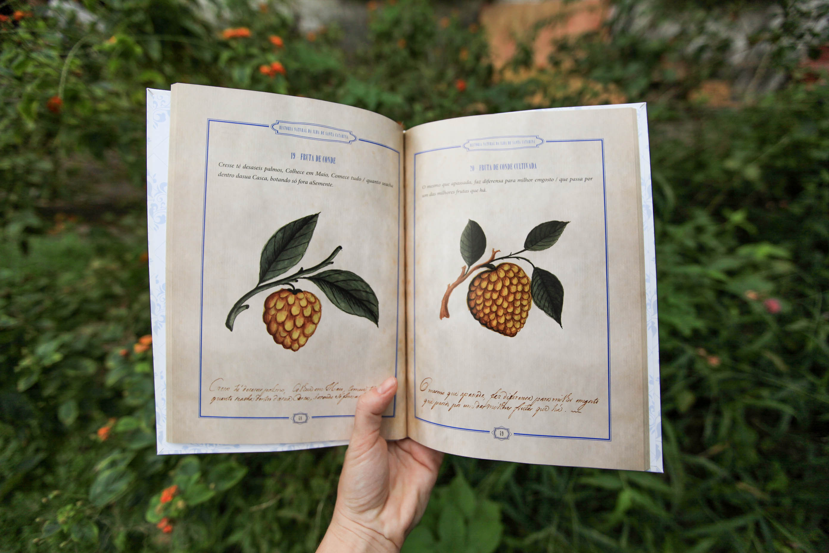 Livro com coleção inédita sobre árvores de Santa Catarina