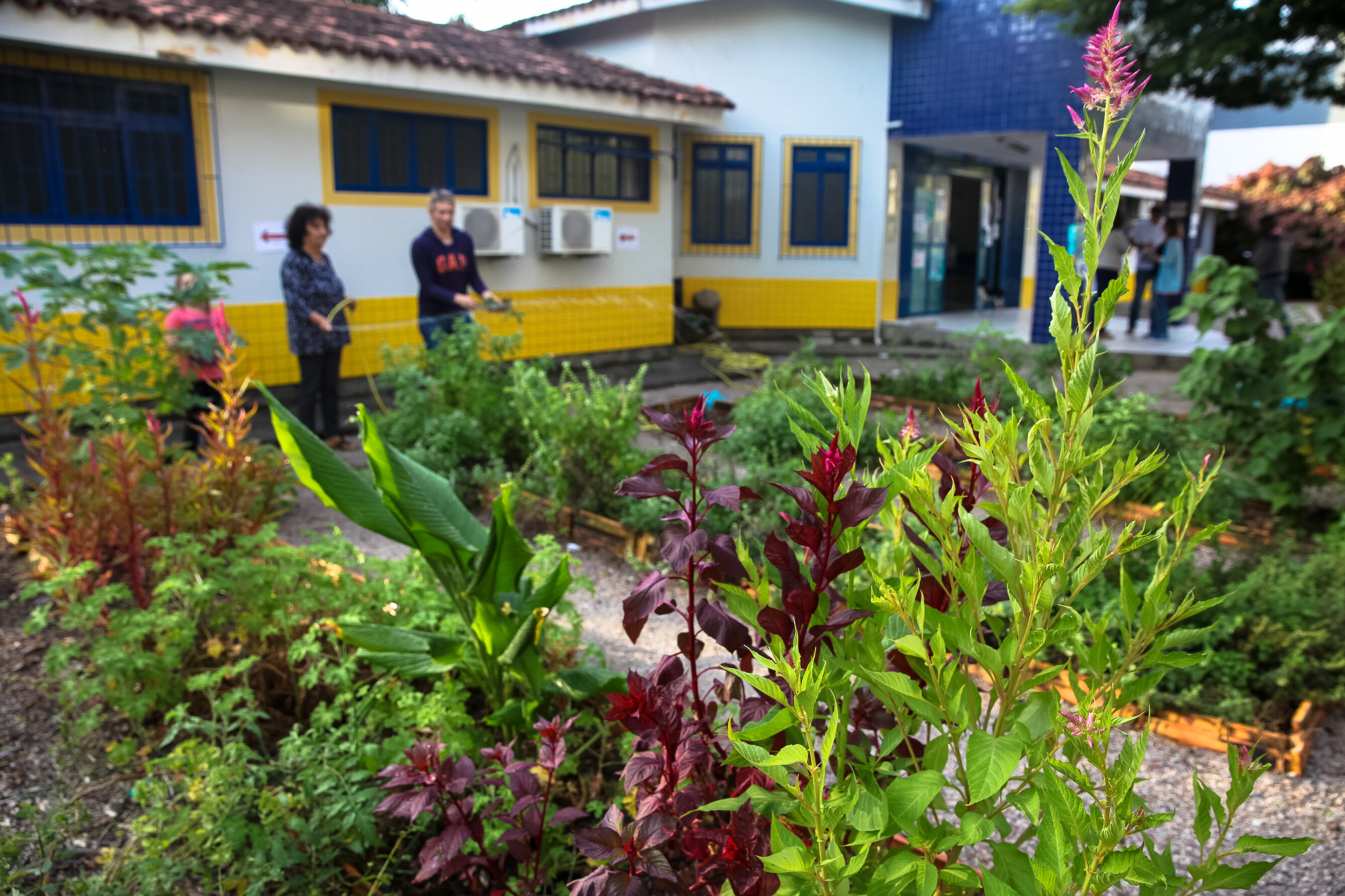 Horta comunitária do posto de saúde da Agronômica tem chás e temperos