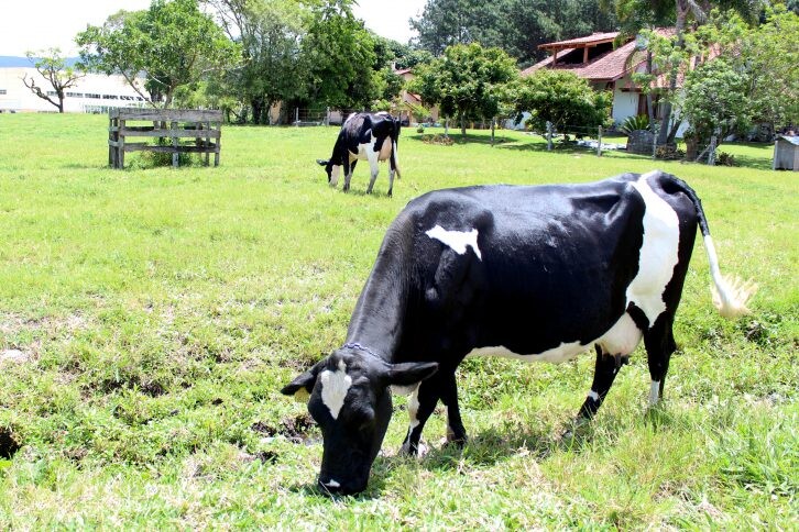 SC comemora 10 anos como zona livre de febre aftosa sem vacinação